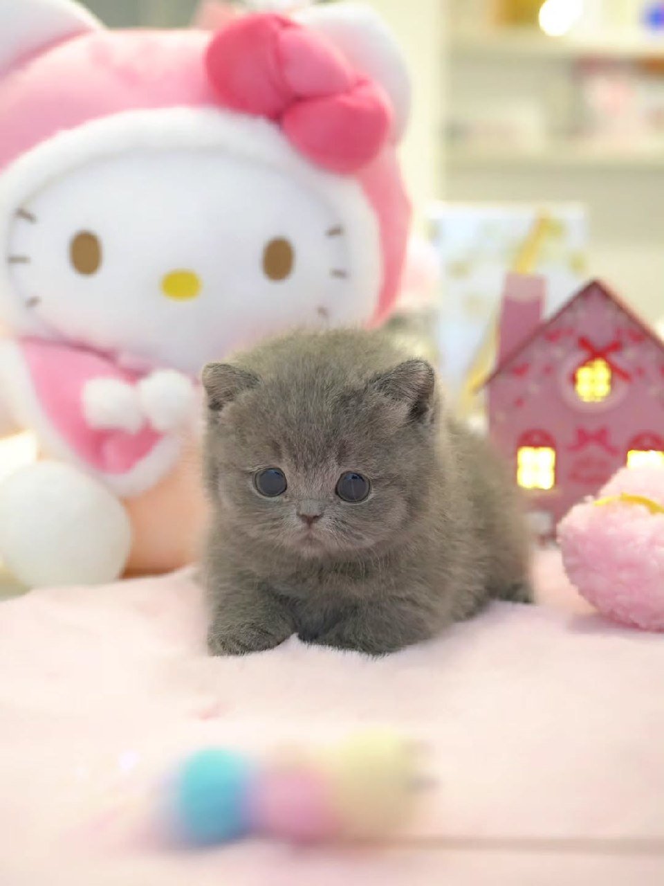 Nugget Munchkin kitten for Sale Texas - Male Short-Legged Munchkin Galveston